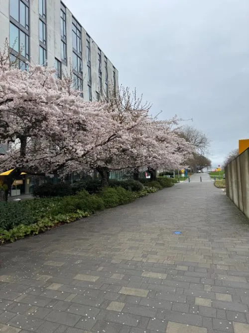 Ubc Vancouver Cherryblossoms Street View